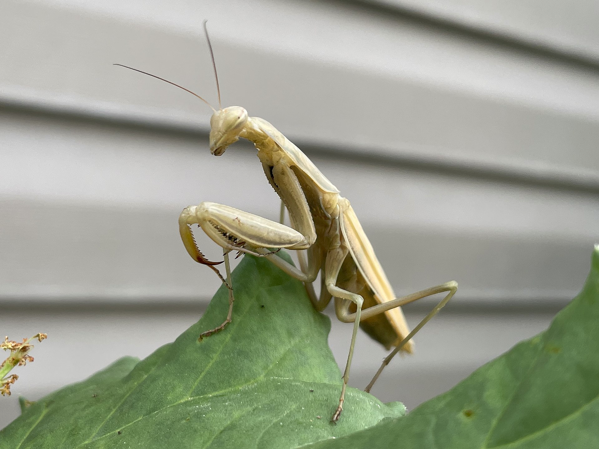 mantis.png